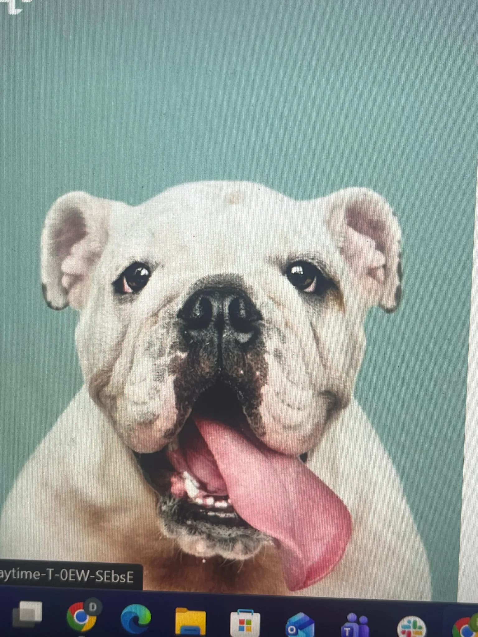 Memorial photo of pet-memorial test 4