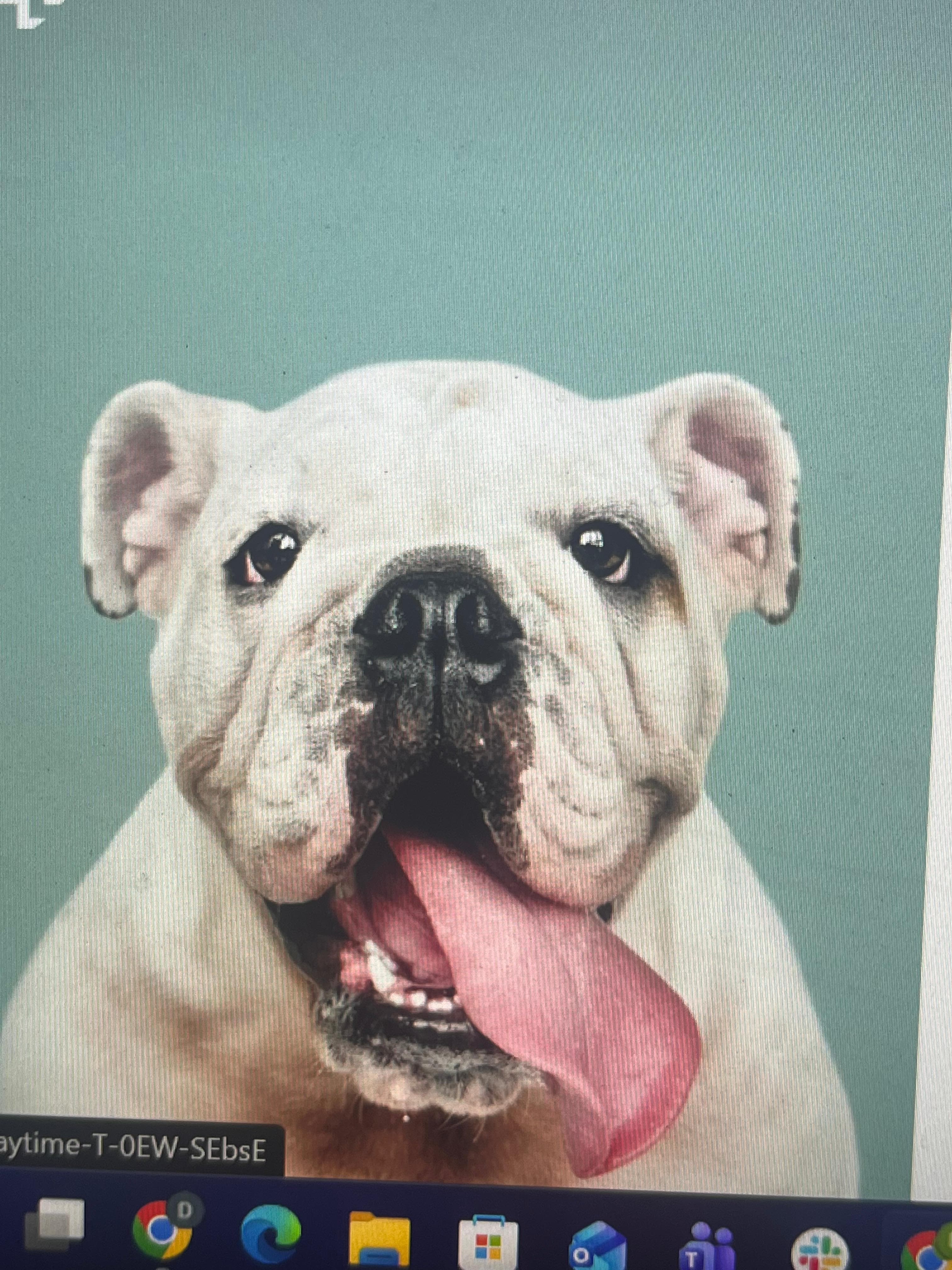 Memorial photo of Zuri 1